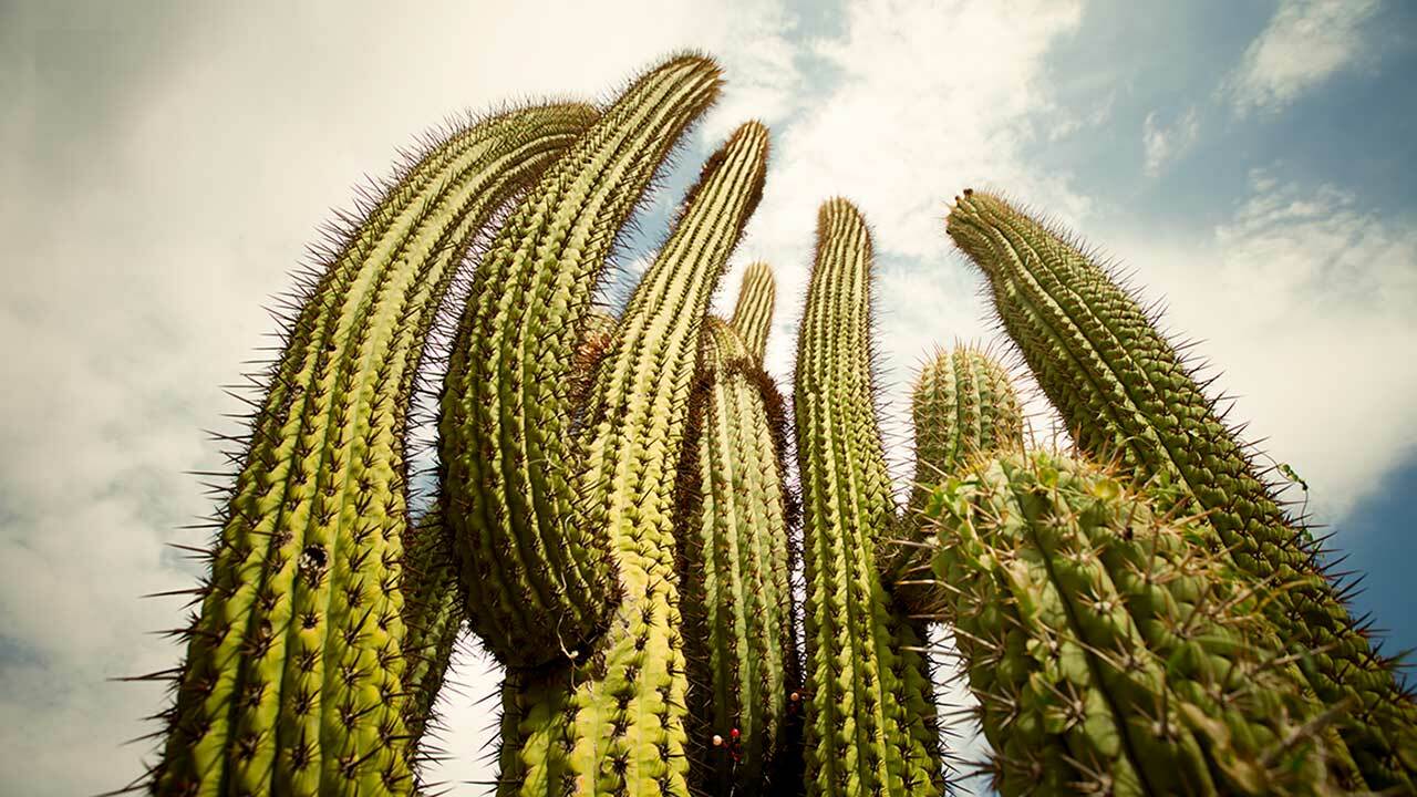 实验七 – Cacti全网监测（基于华为eNSP & VMware Workstation Pro）